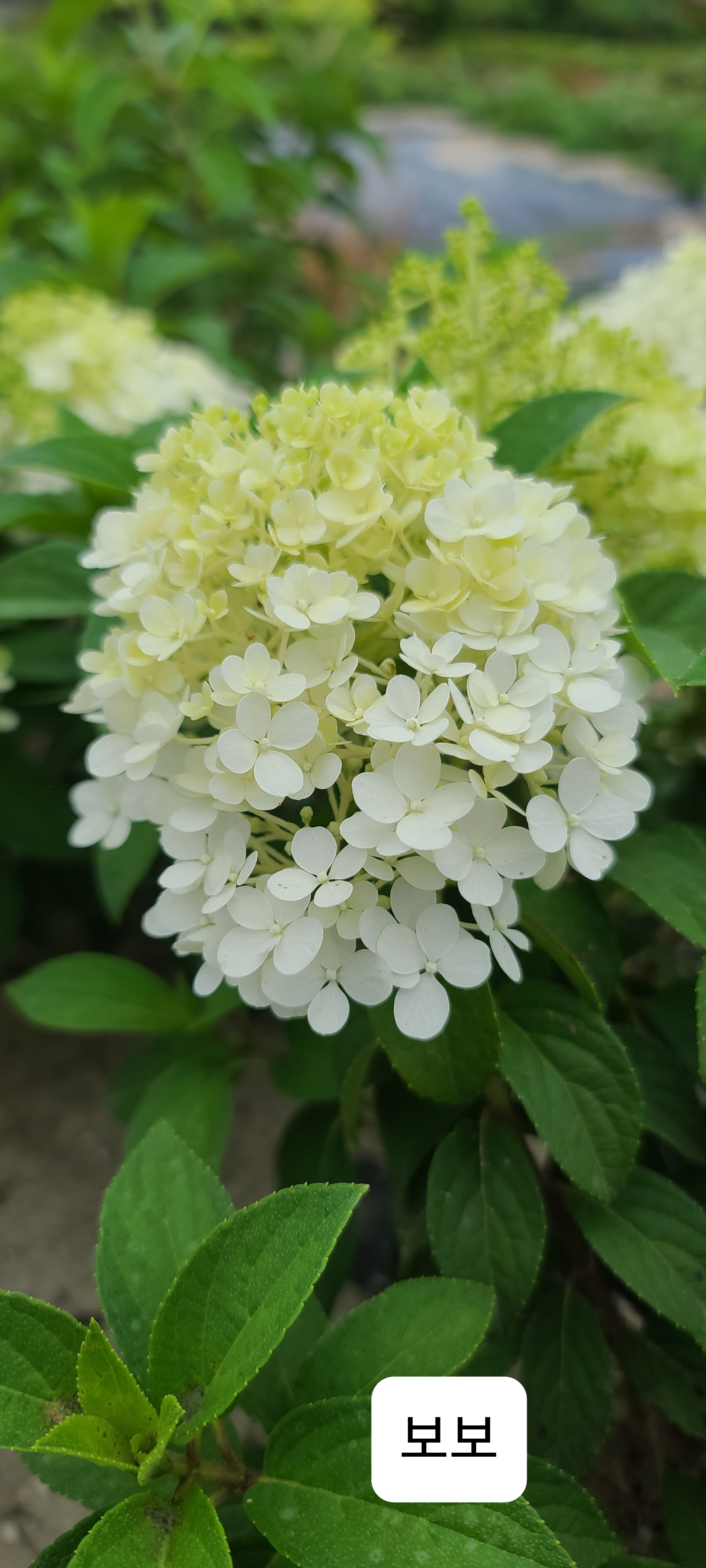 Hydrangea paniculata 'Bobo'